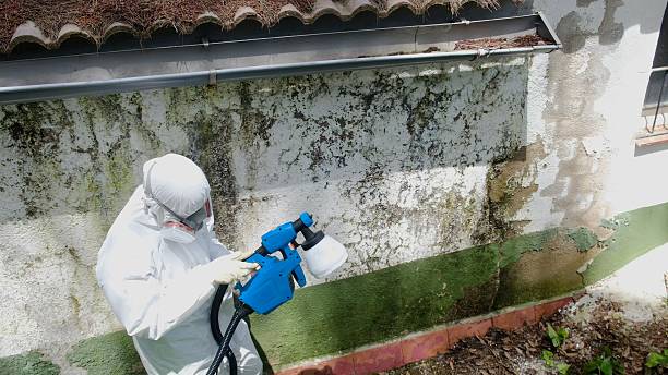 Top rated local Commercial Mold Remediation specialists in Somerville, NJ